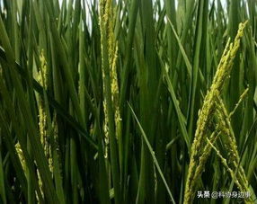 今日科技話題 全球30米分辨率森林覆蓋分布圖 天基網(wǎng)絡(luò)地面服務(wù)平臺(tái) 農(nóng)業(yè)科學(xué)理論研究 冬小麥 流感