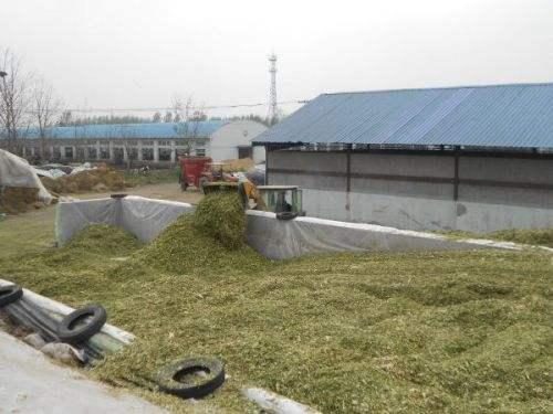 青貯飼料制作的黃金期 掌握關(guān)鍵技術(shù)，成就優(yōu)質(zhì)飼料